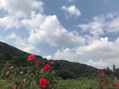 -龙寺生态园