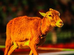 -常州淹城野生动物世界