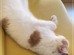 -猫在这儿猫咪咖啡馆·撸猫馆