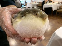 -肆月河豚·新淮扬(金融街店)