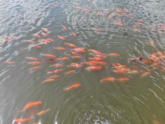 -昆山城市生态森林公园