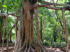 -中国科学院西双版纳热带植物园