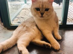 -喵屿·大理花园猫咖