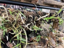 -周忆刺青原创设计定制