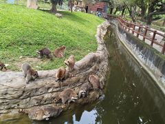 -东莞香市动物园