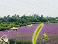 -紫颐香薰山谷景区