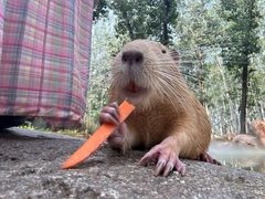 -北京野生动物园