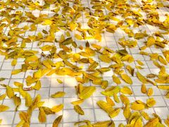 -星海音乐学院(沙河校区)