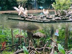 -广州长隆飞鸟乐园