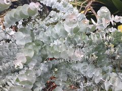 -墨尔本皇家植物园