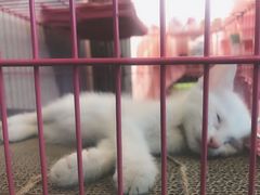 -喵屿·大理花园猫咖