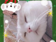 -藏猫猫咖啡主题馆(中央大道店)