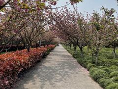-高东镇樱花园