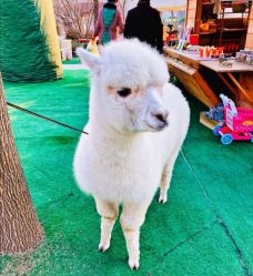 -萌宠亲子动物乐园(槐房万达店)