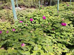 -洛阳市隋唐城遗址植物园