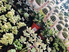 -荷兰花海