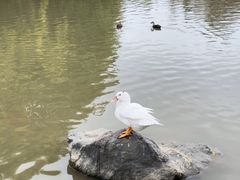 -海珠湖公园