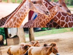 -杭州野生动物世界