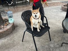 -柴犬高等学院·狗咖·柴犬售卖·宠物训练