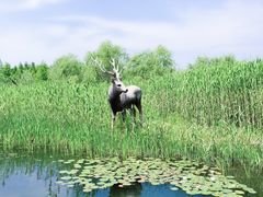 -溱湖国家湿地公园