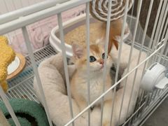 -翊宠yipet猫狗购宠庄园犬舍•猫舍