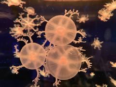 -多彩贵州城极地海洋世界