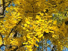 -北京鹫峰国家森林公园