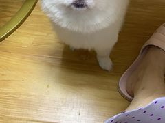 -PETKIT小佩宠物(昭化店)