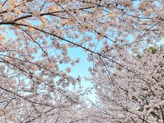 -高东镇樱花园