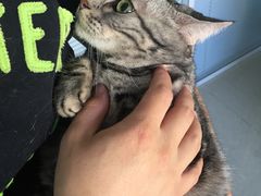 -瑞派福兴宠物医院犬猫全科·骨科·中西医结合(河东店)