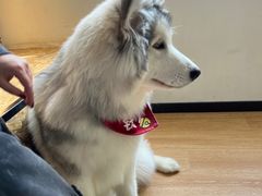 -Husky Go! 哈士奇体验馆·宠物咖啡厅狗咖