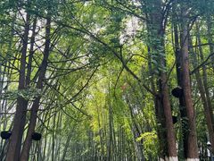 -望江楼公园