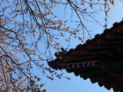 -桃花堤公园