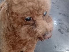 -沉香牛肉面