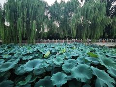 -济南大明湖景区