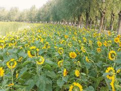 -艾溪湖湿地公园