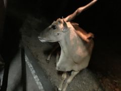 -清迈夜间动物园