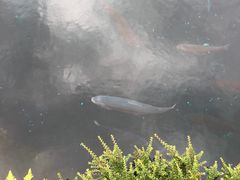 -少伯茶苑·围炉煮茶(夫子庙步行街店)