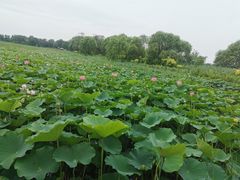 -西青郊野公园