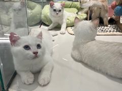 -babydoll猫舍·米努特·德文·缅因(久光中心店)