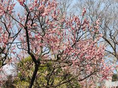-梅花山(明孝陵内)