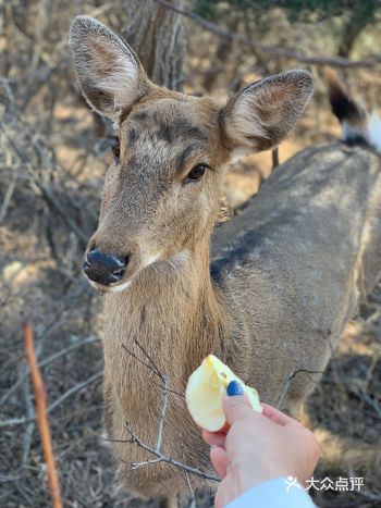 走啊，圣诞节带你去看大连版“奈良小鹿”
