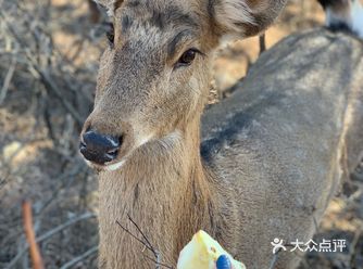 走啊，圣诞节带你去看大连版“奈良小鹿”