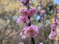 -武汉大学-樱园