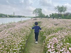 -春花秋色城市公园