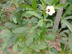 -八仙台服务区-停车场