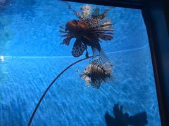 -暹罗海洋世界