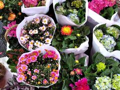 -循礼门鲜花花市(武汉循礼门店)