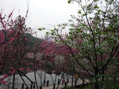 -重庆彩云湖湿地公园