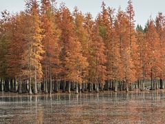 -白鹭湾湿地公园